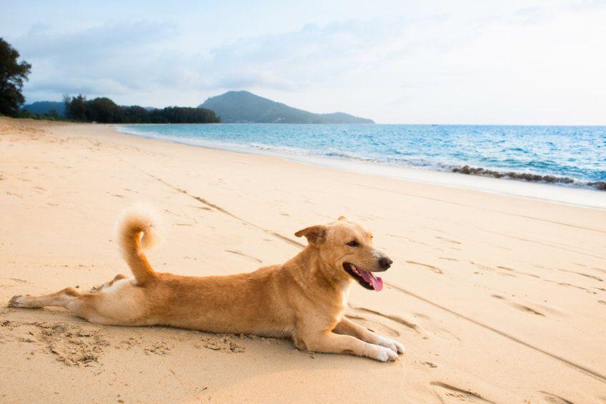 pies relaksuje się na plaży
