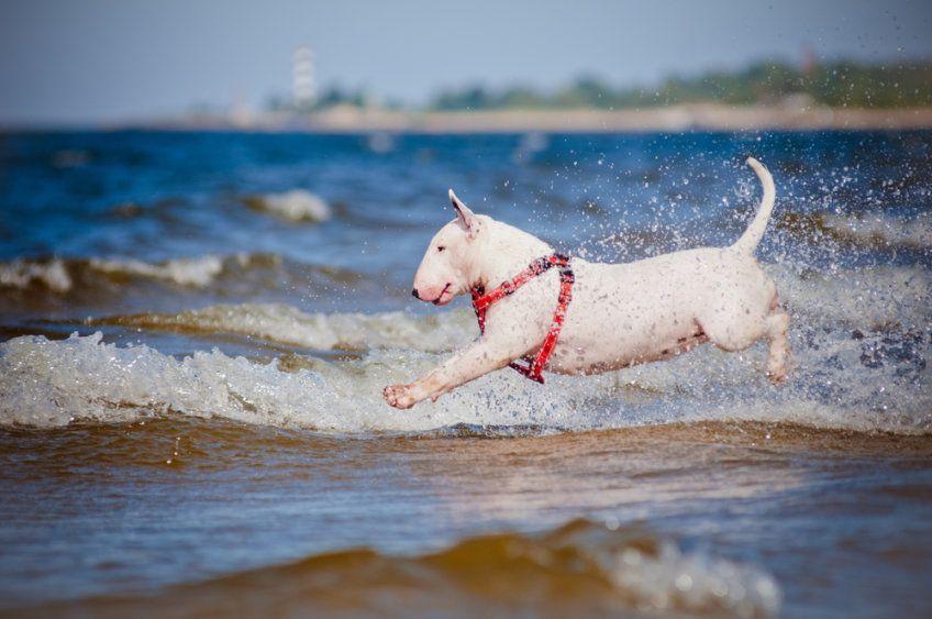 pies w szelkach nad wodą