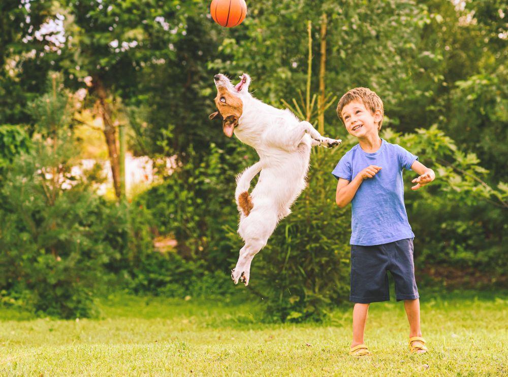 pies łapie piłkę