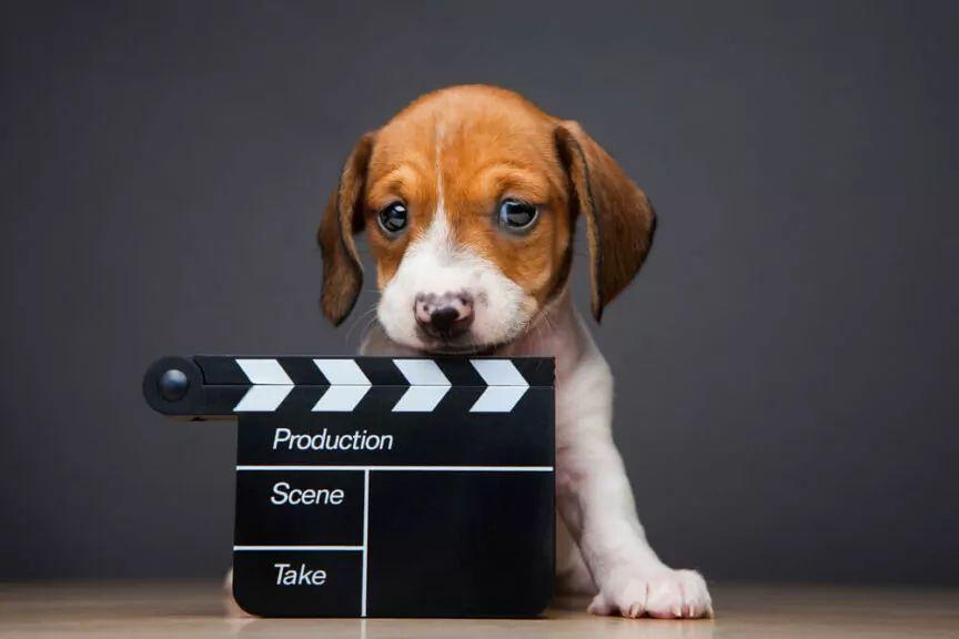 psy w filmach