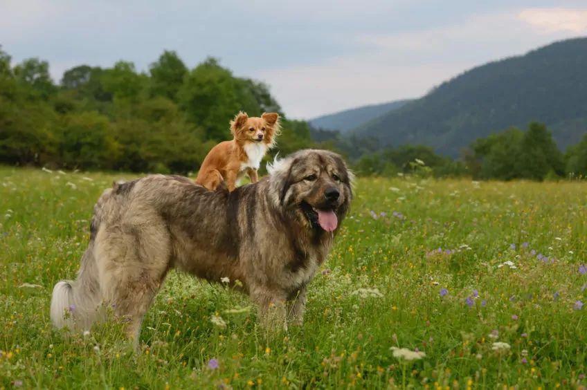 Mały pies siedzi na grzbiecie dużego psa