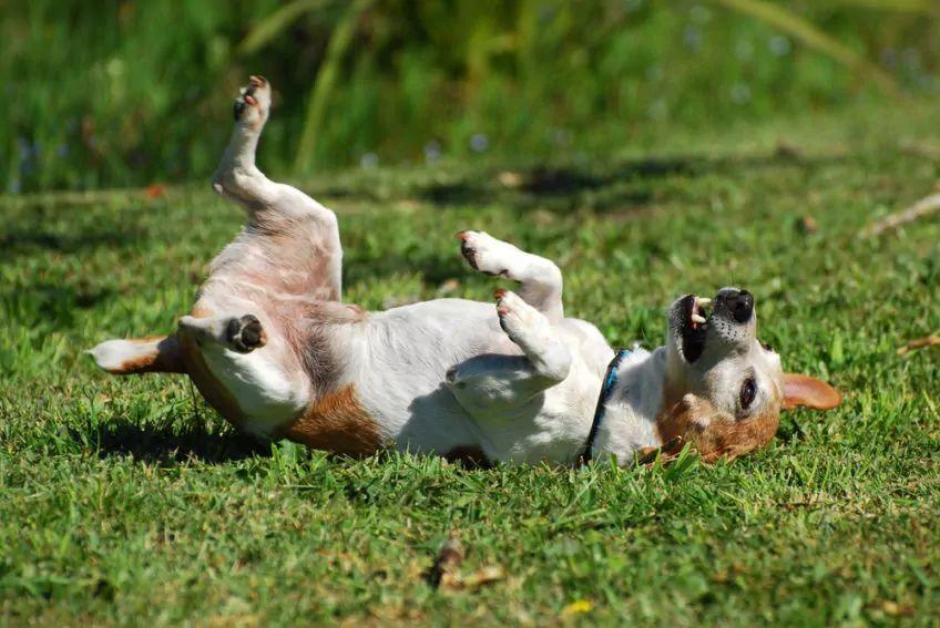 pies tarza się w trawie