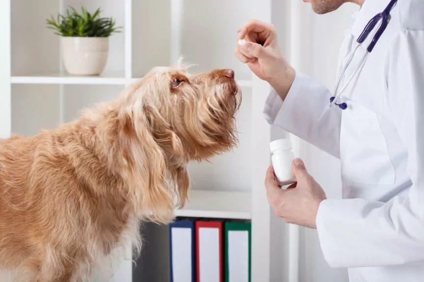 leki przeciwbólowe dla psa