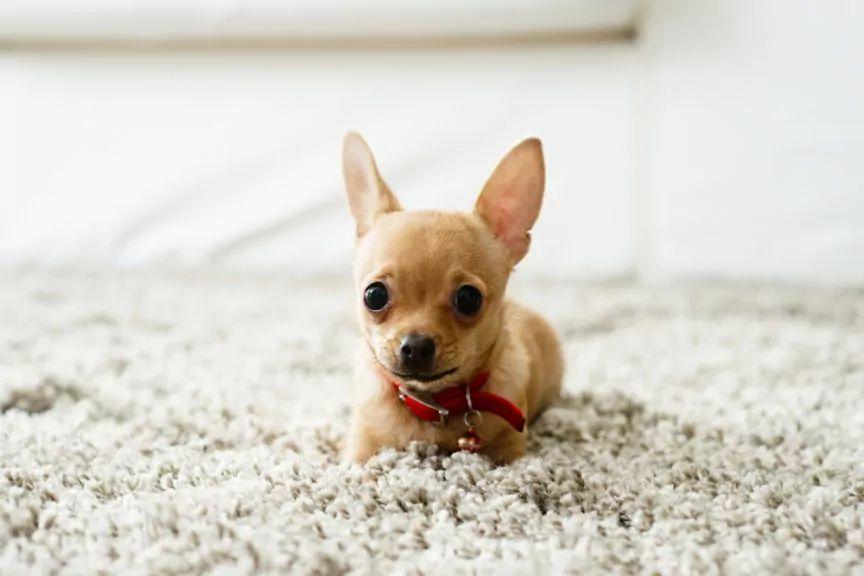 Chihuahua na dywanie