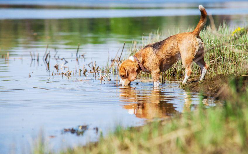 beagle pije wodę 