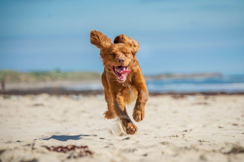 Pies biegnie plażą