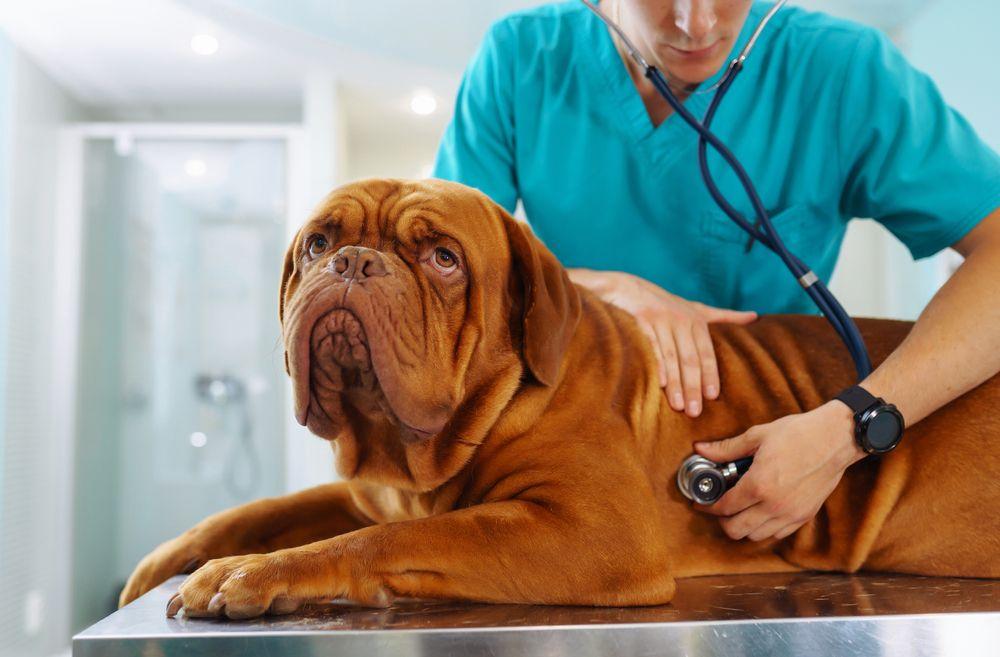 choroby serca u psów