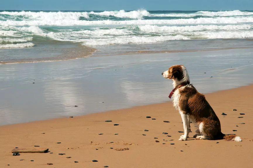 Pies siedzi nad brzegiem morza