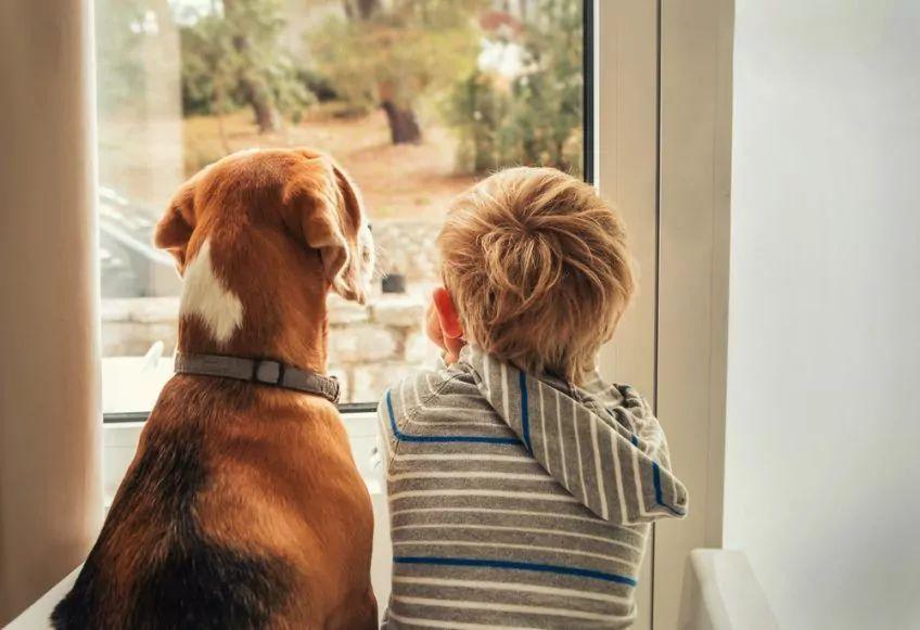 Pies i chłopiec patrzą przez okno