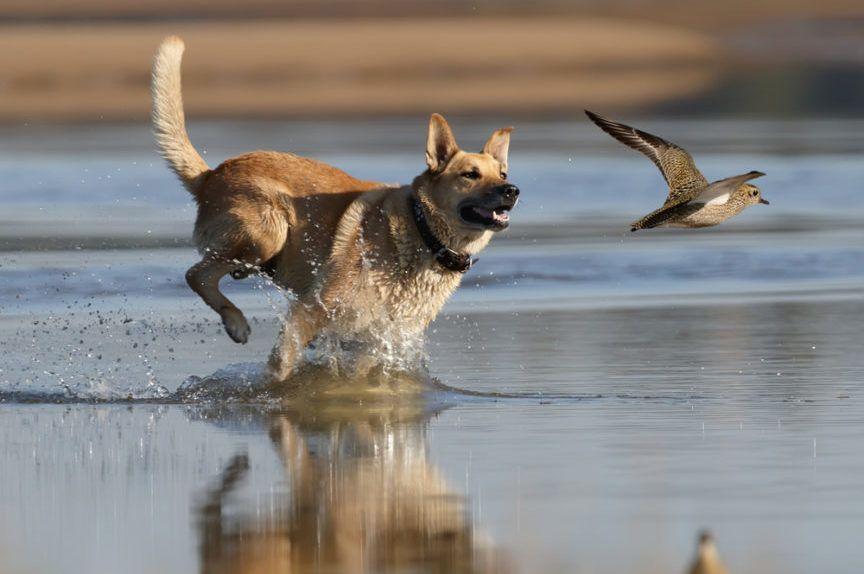 Pies goni ptaka nad wodą