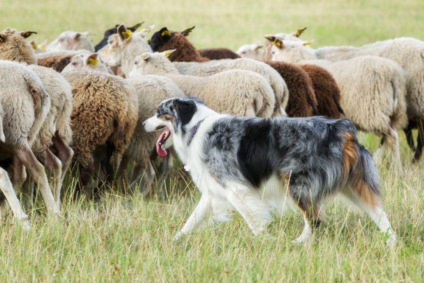 pies zagania owce