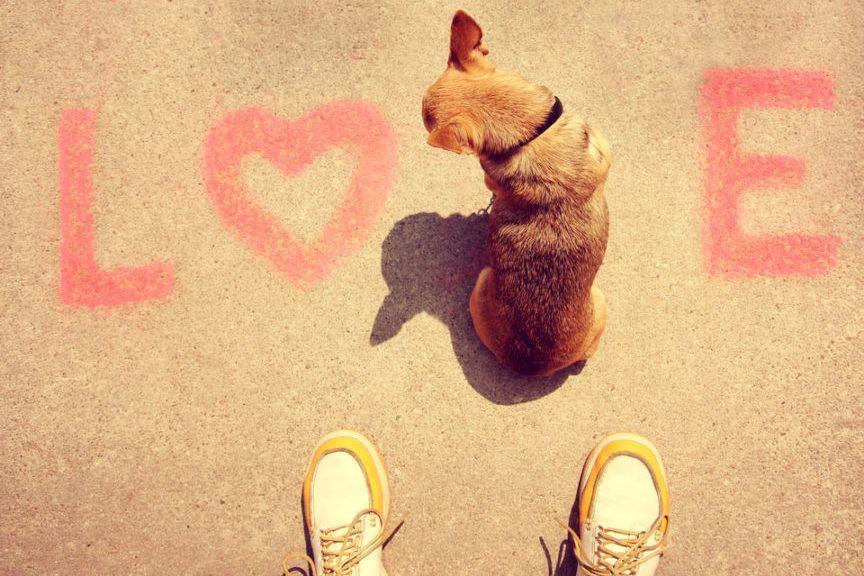 Chihuahua i miłość