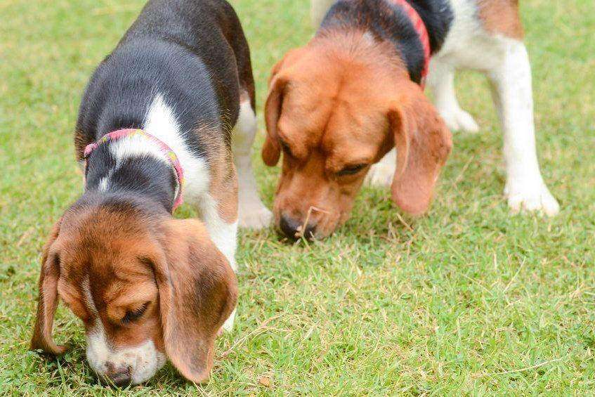 Beagle wąchają trawę