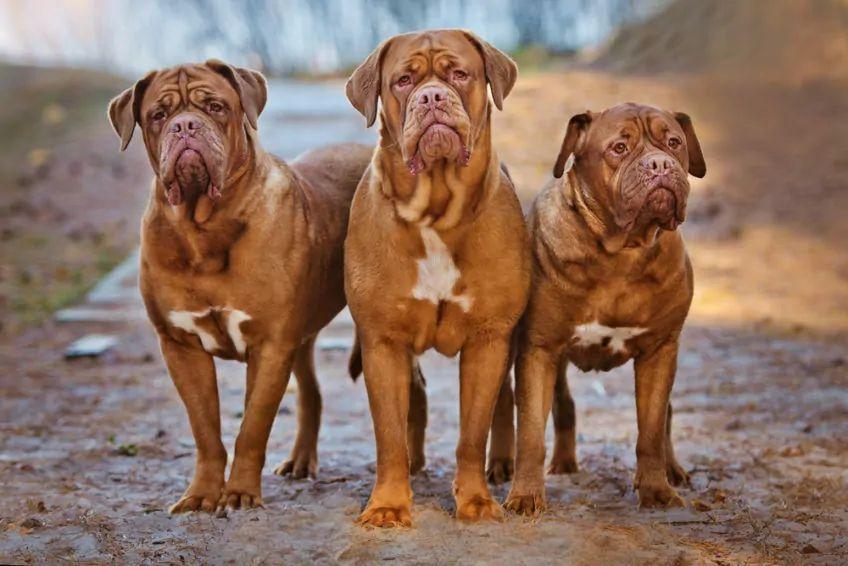 Trzy psy rasy dogue de bordeaux pozują do zdjęcia