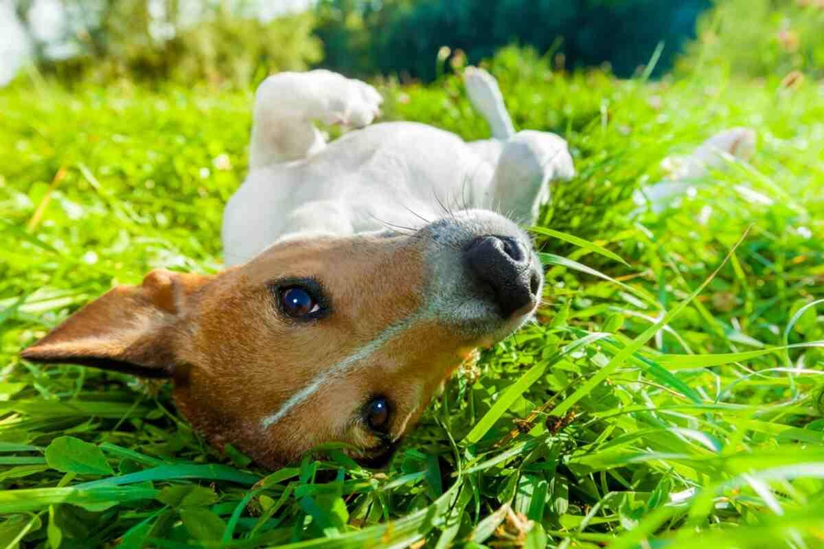 pies jack russell leżący w trawie