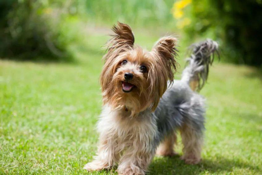 Yorkshire terrier na trawie 