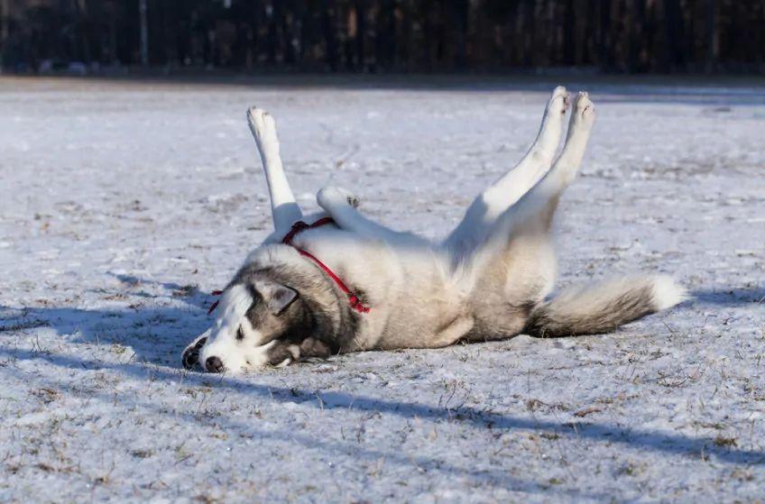 Pies turla się po śniegu