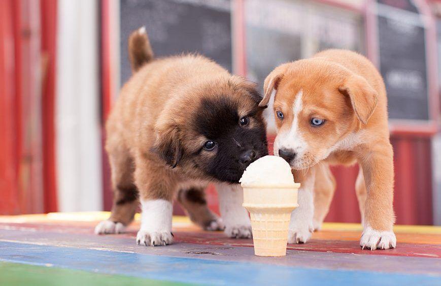 Psy jedzą lody