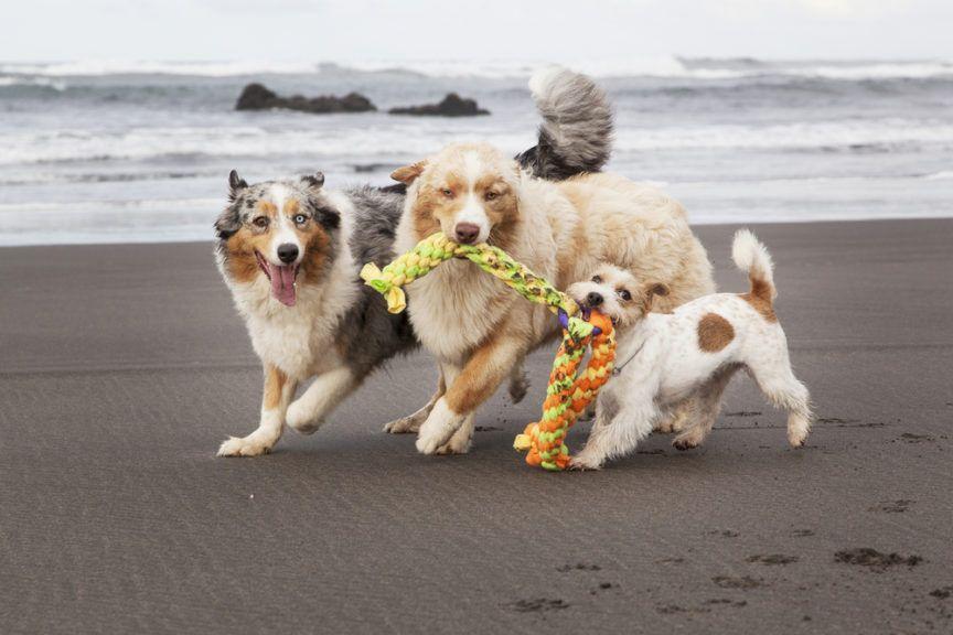 Trzy psy bawią się zabawką i patrzą w obiektyw