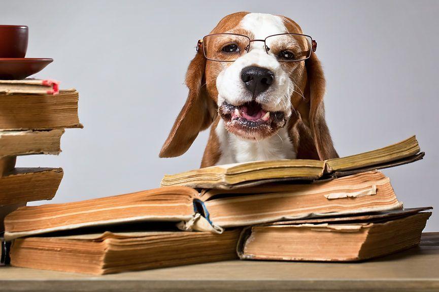 pies w okularach i z książkami na szarym tle