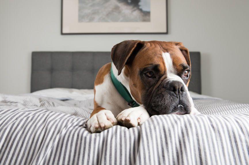 Znudzony pies leży na łóżku - dlaczego leczenie nie zawsze przynosi efekt