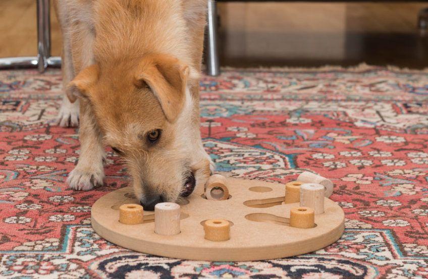 Pies z puzzlami na dywanie