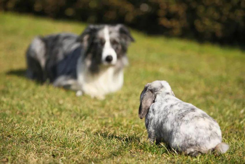królik i pies