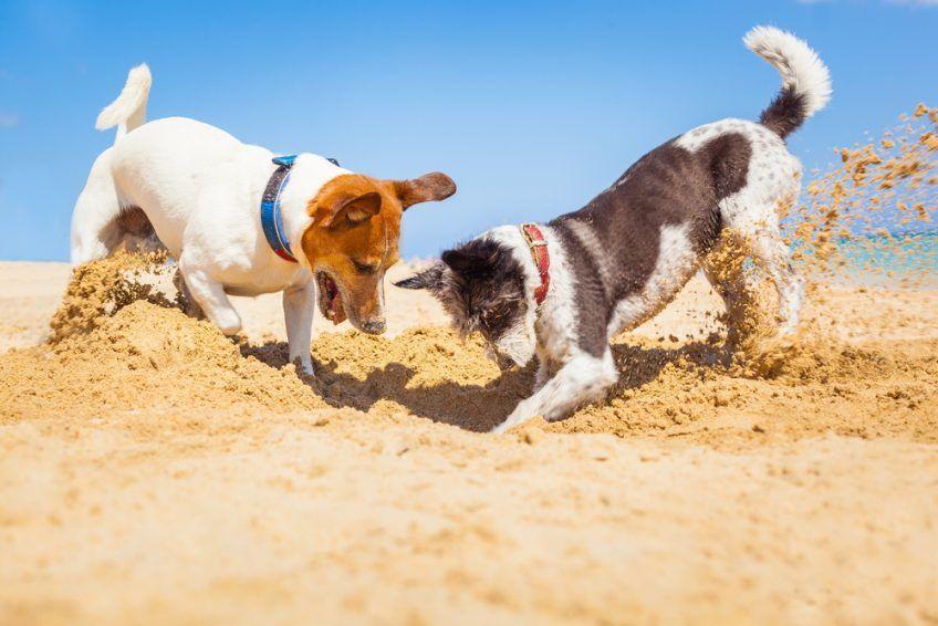 Psy na plaży
