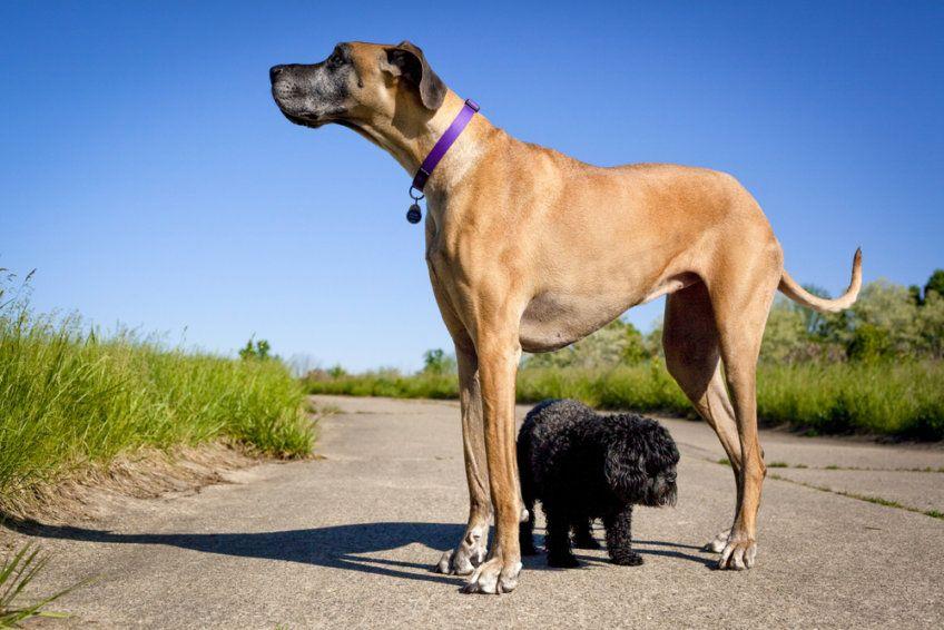 duży pies z małym psem