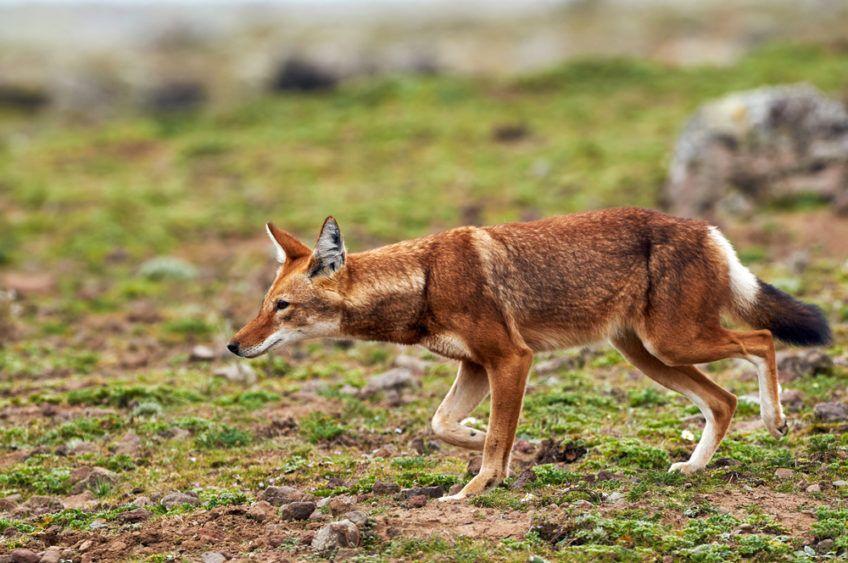 wilk etiopski podczas spaceru