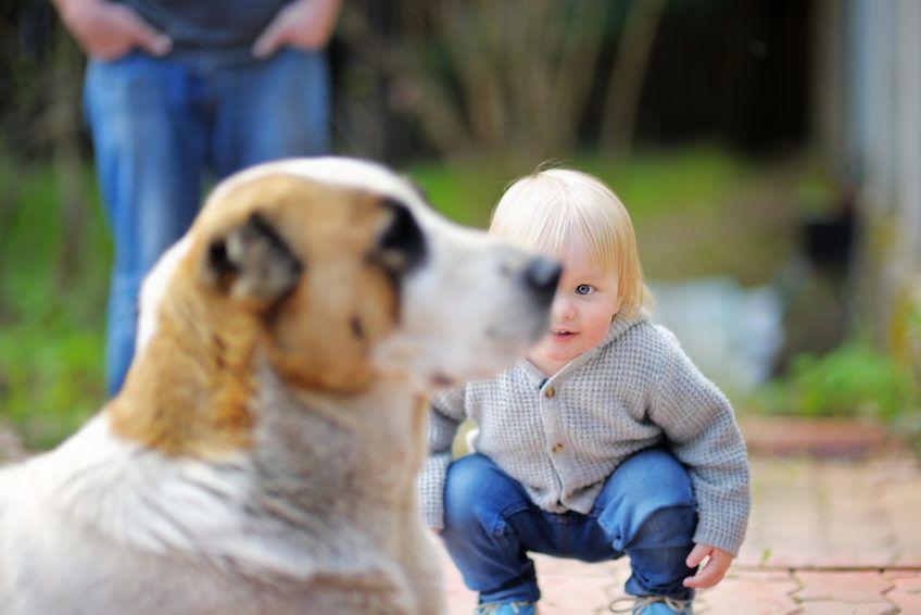 Dziecko zapoznaje się z psem pod nadzorem rodzica