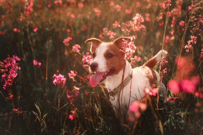Pies w kwiatach