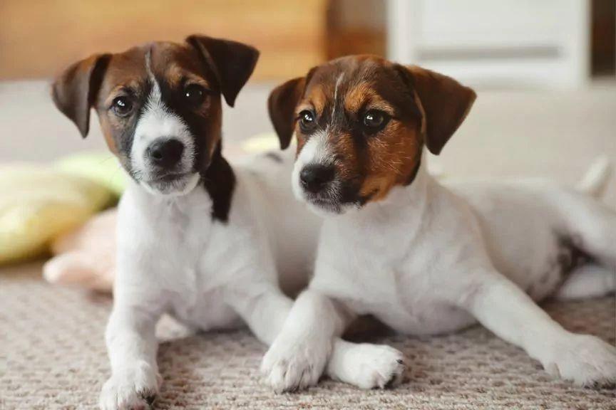 Dwa pieski jack russell terrier