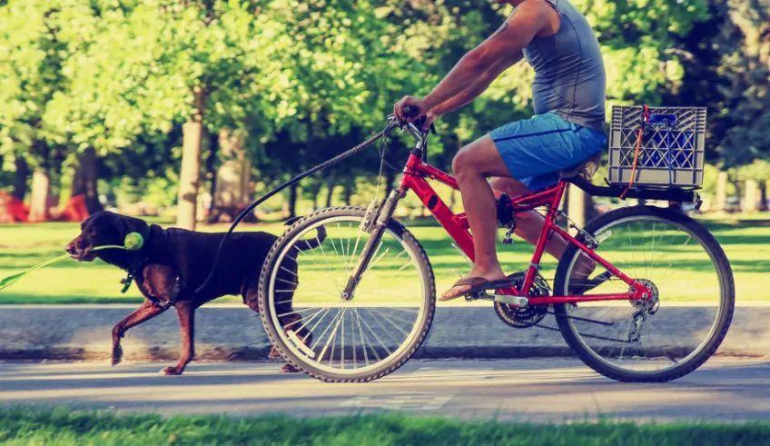 Pies biegnie w parku przed rowerem