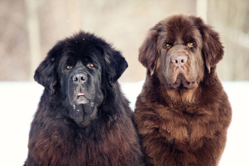 Dwa psy rasy nowofundland pozują do zdjęcia