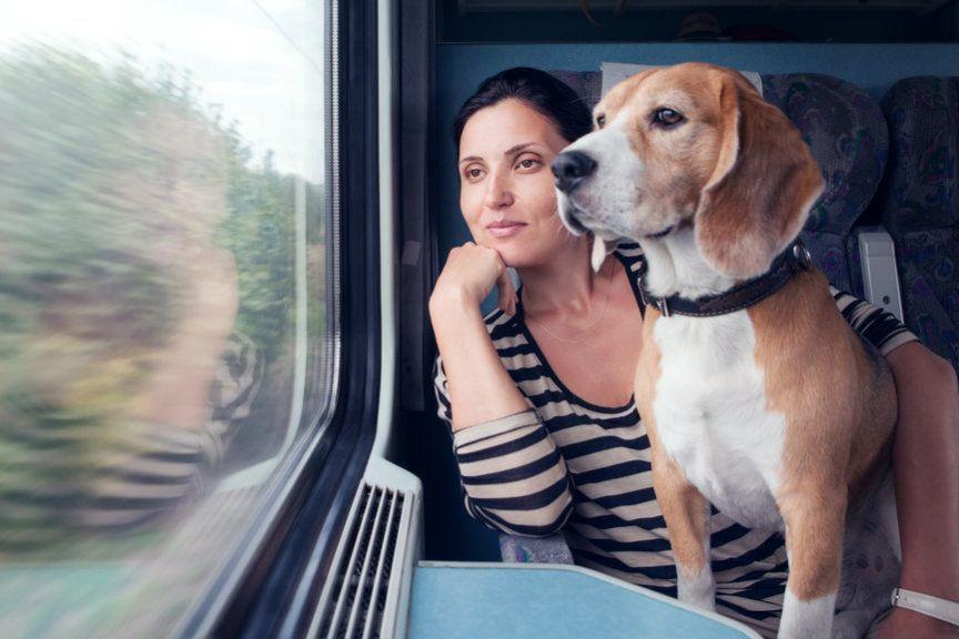 podróż pociągiem z psem