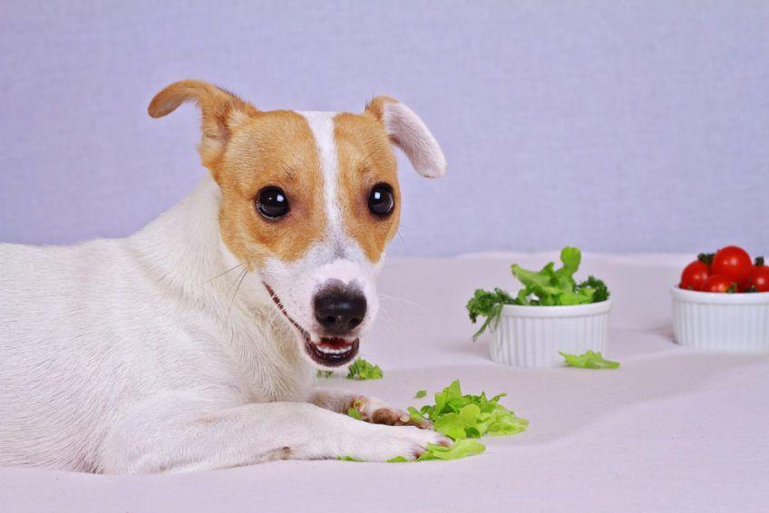 Pies je warzywa