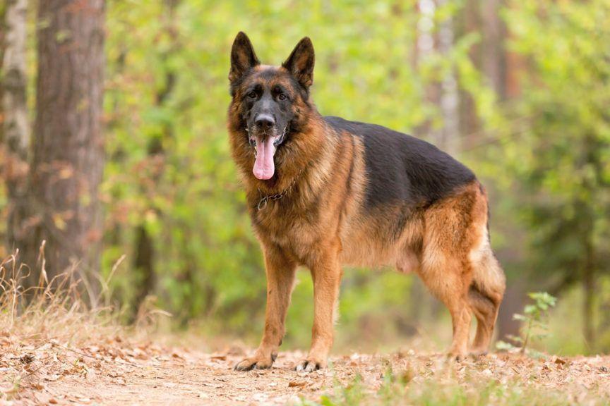 Pies odgryzł ucho, na zdjęciu pies rasy owczarek niemiecki
