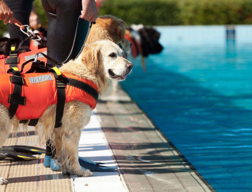 Psy na szkoleniu nad basenem