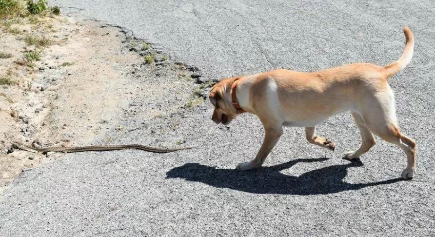 Pies poluje na węża