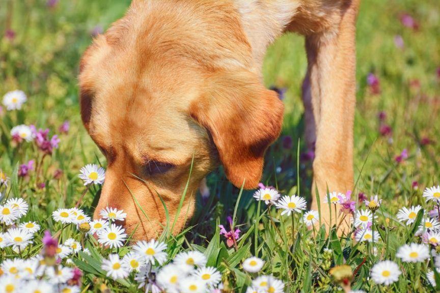 Pies wącha kwiatki