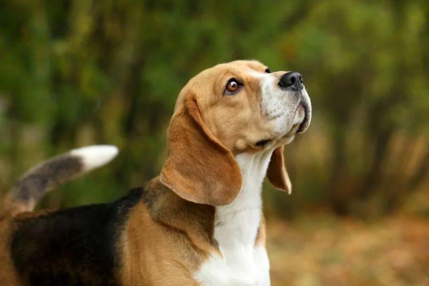Pysk psa rasy beagle