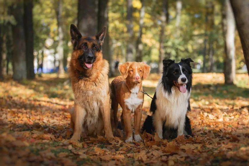 Trzy psy pozują do zdjęcia w parku
