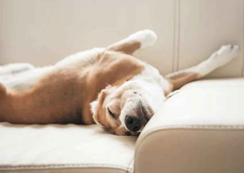 beagle śpi na kanapie