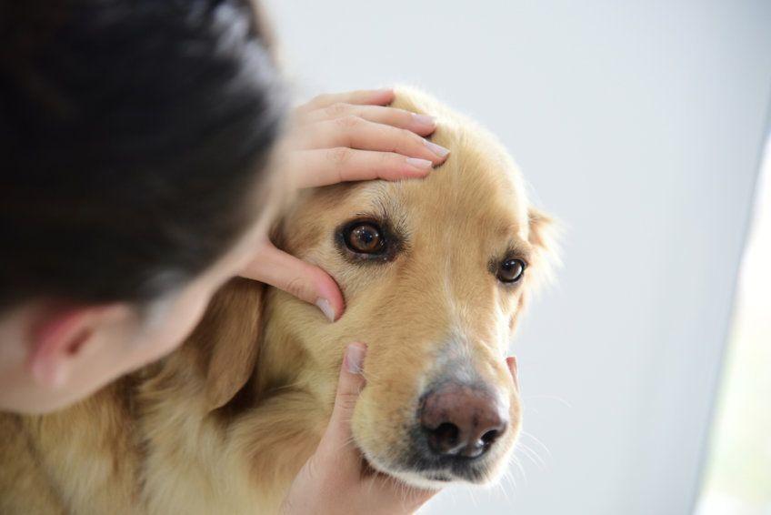 badanie wzroku psa