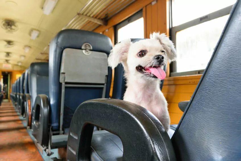 Pies w pociągu