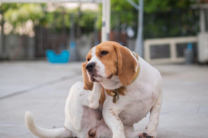 Pies rasy Beagle drapie się na chodniku