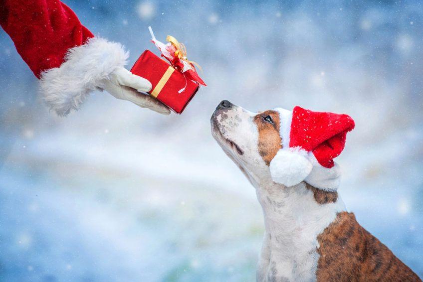Mikołaj daje wręcza psu prezent