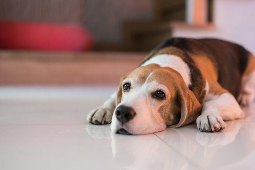 Beagle leży w domu na podłodze