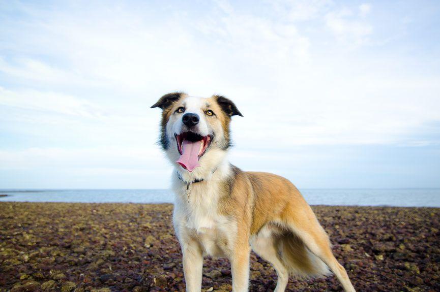 Zdjęcie szczęśliwego psa